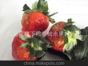 草莓供應(yīng)商與批發(fā)市場價格分析